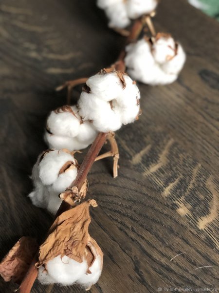 Коробочка хлопка