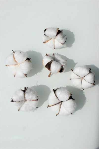 Коробочка хлопка