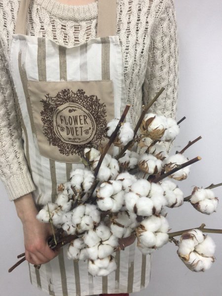 Ветка хлопка