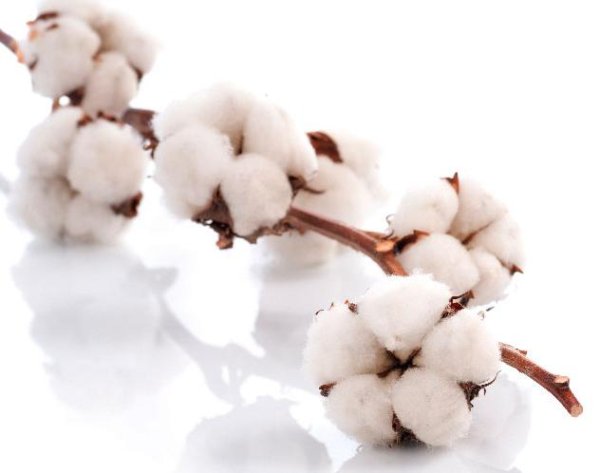Ветка хлопка