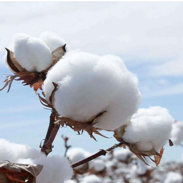Цветущий хлопок