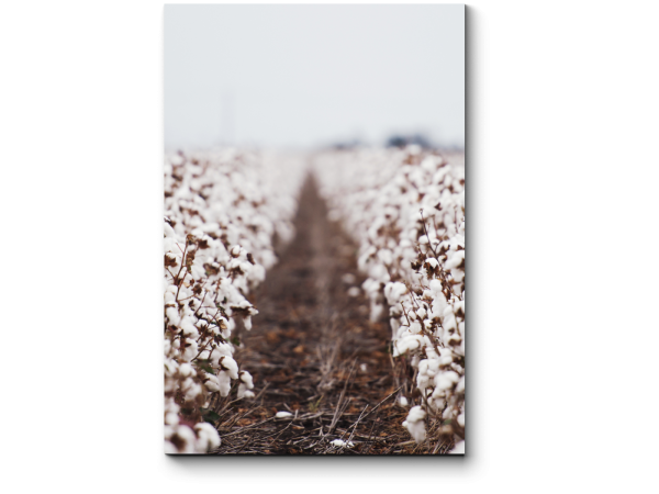 Картина хлопковое поле