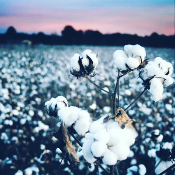 Хлопок цветок в природе