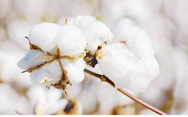 Коробочка хлопка