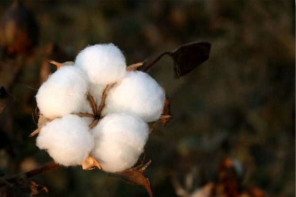 Пучок хлопка