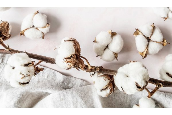 Цветы хлопка картина