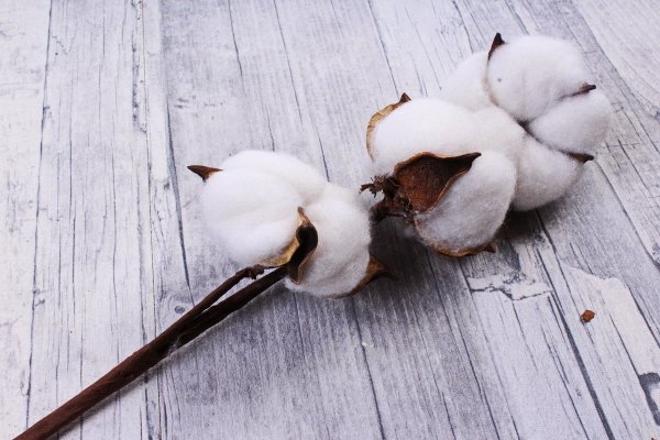 Хлопковое поле Синьцзян