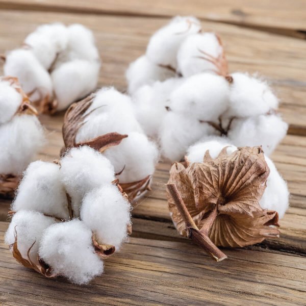 Хлопок цветок