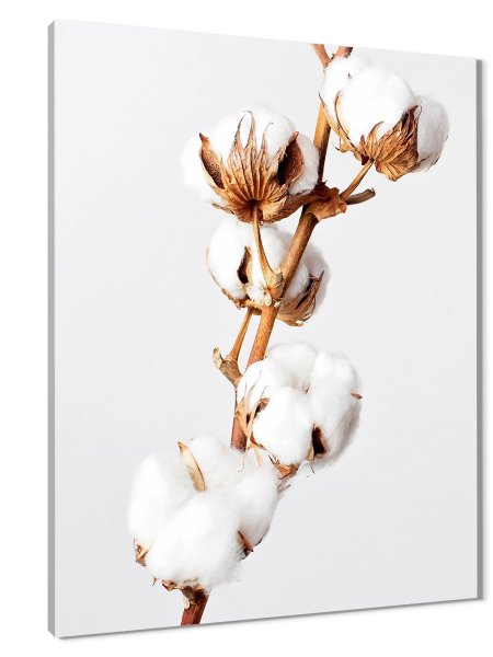 Хлопок лиловый