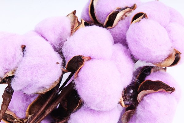 Хлопковые поля с хлопком