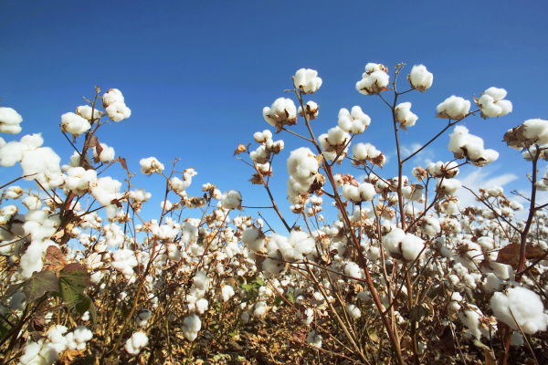 Хлопчатник растение