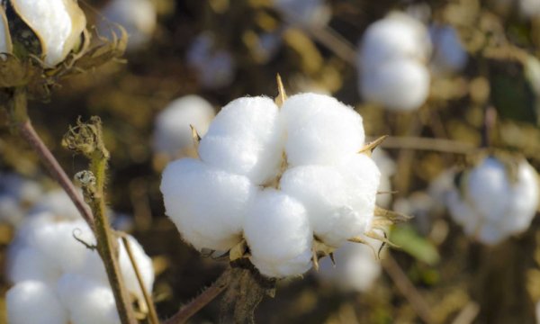 Дикий хлопчатник