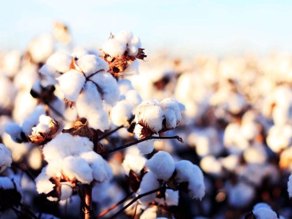 Хлопчатник ткань