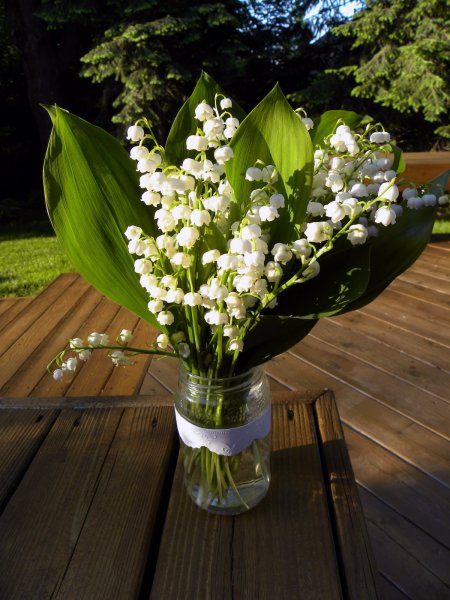 Голландский Ландыш