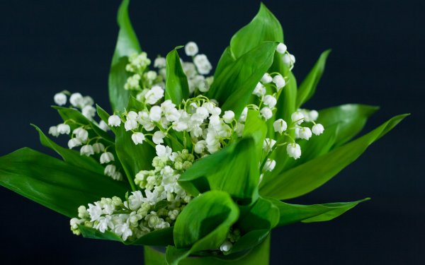 Цветы Ландыши