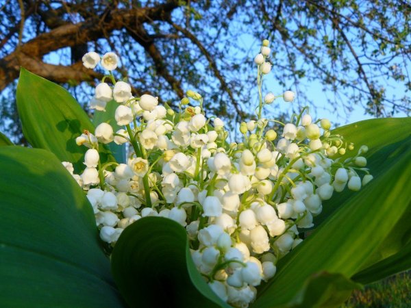 Ландыш Майский цветение