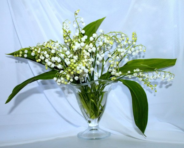 Чехун Ландыши