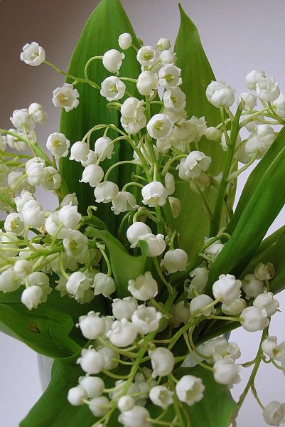 Ландыш горный