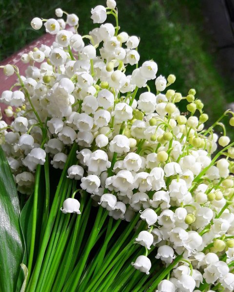 Белые Ландыши