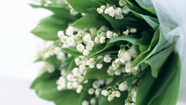 Ландыши фото красивые