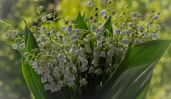 Ландыш Майский фитотерапия