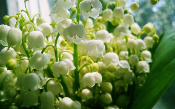 Ландыш серебристый