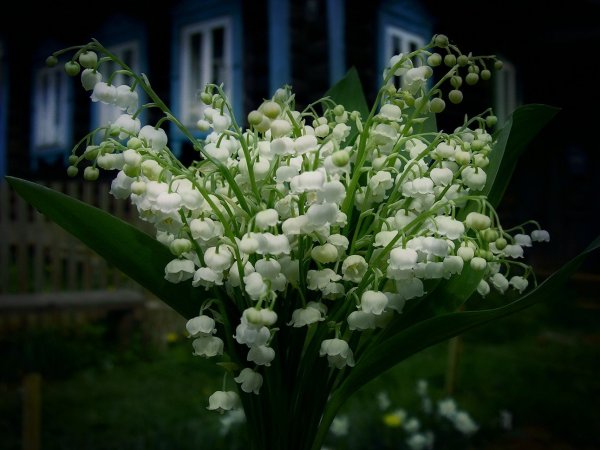 Нежные Ландыши