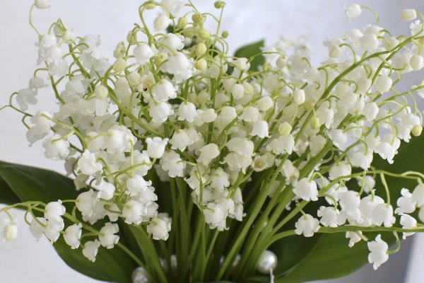 Ландыши и животные