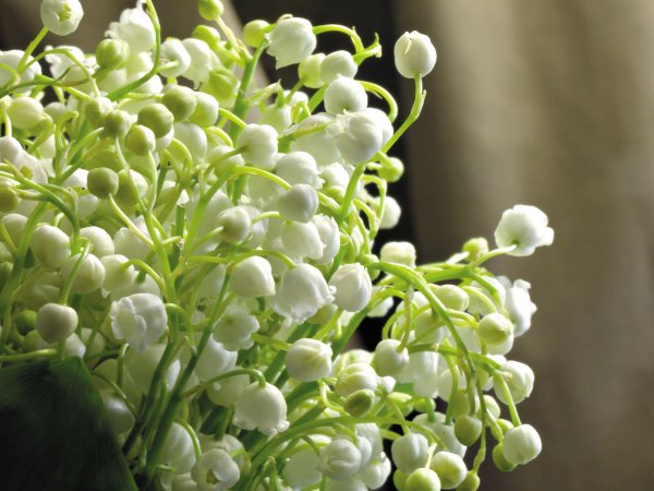 Невероятно красивые Ландыши