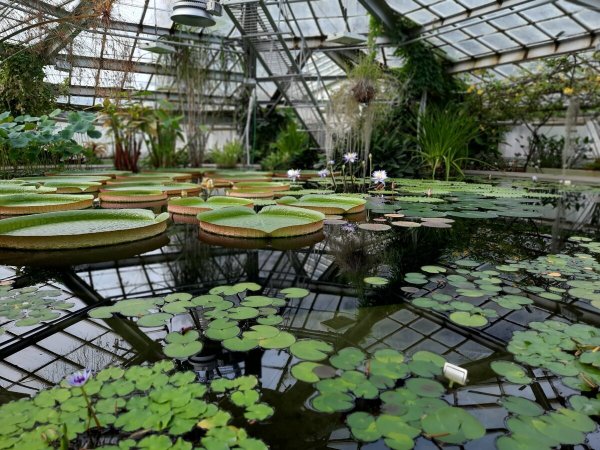 Ботсад Петра Великого оранжереи