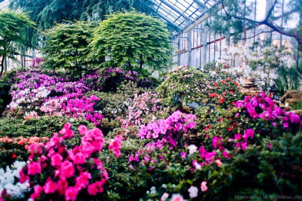 Бруклинский Ботанический сад Нью-Йорк