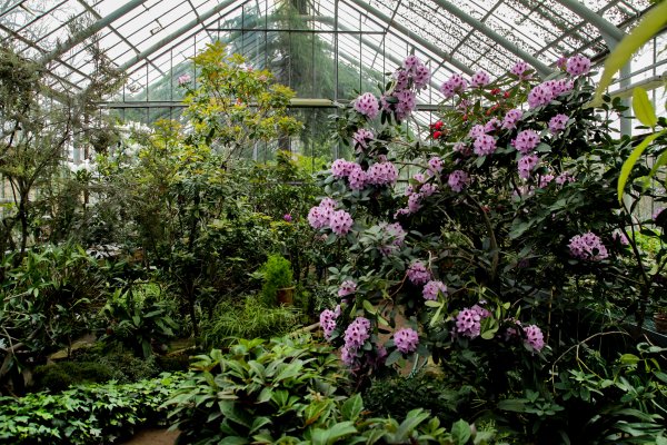 Люпины Ботанический сад