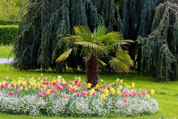 Парк Дендрарий Тольятти