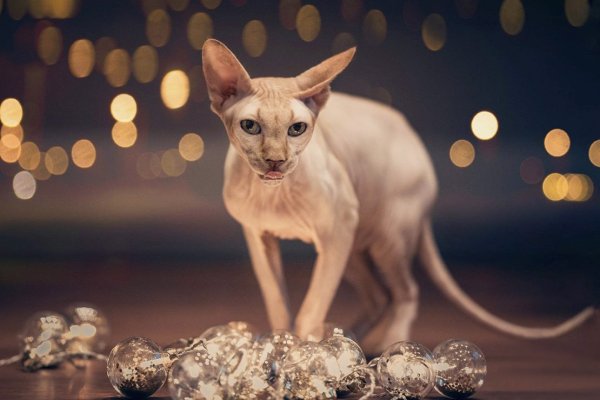 Сфинксы коты обои