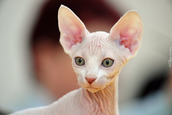 Сфинкс кошка