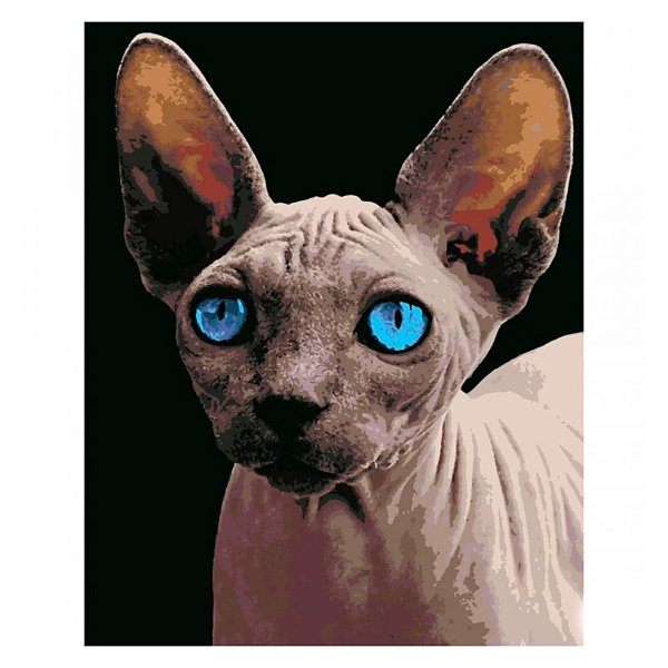 Донской сфинкс голубоглазый