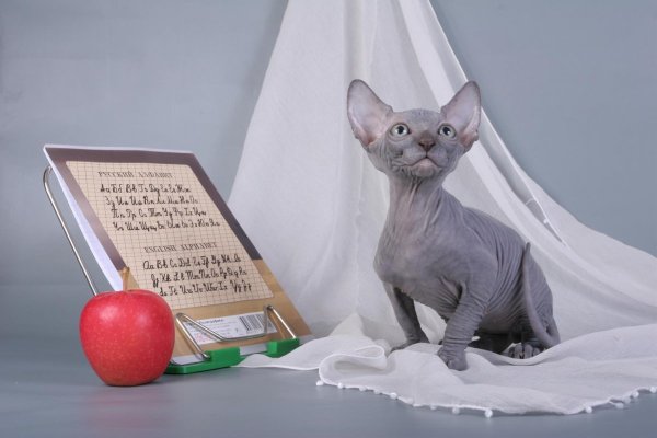 Сфинкс на столе