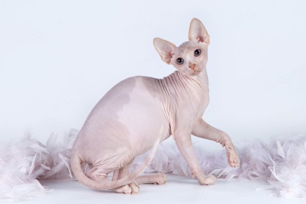 Порода канадский сфинкс