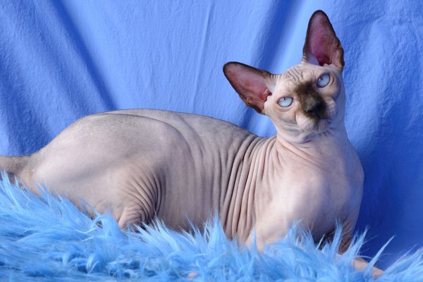 Блю-Пойнт (а 33) канадский сфинкс