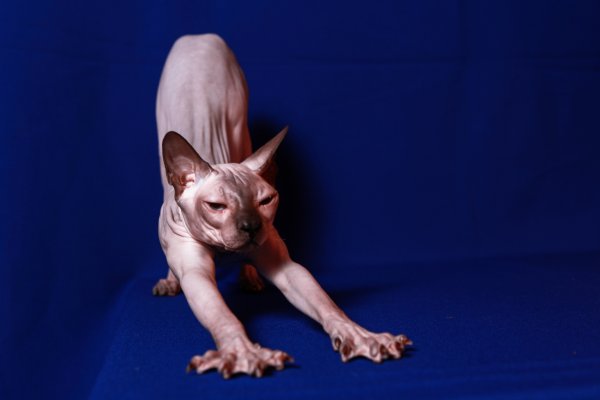 Кот Донской сфинкс