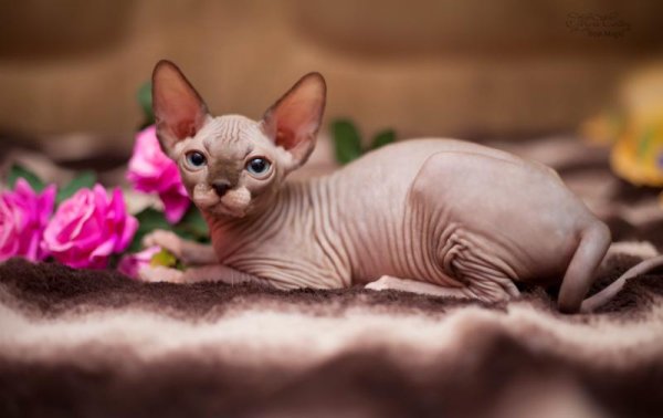 Канадский сфинкс Тоби