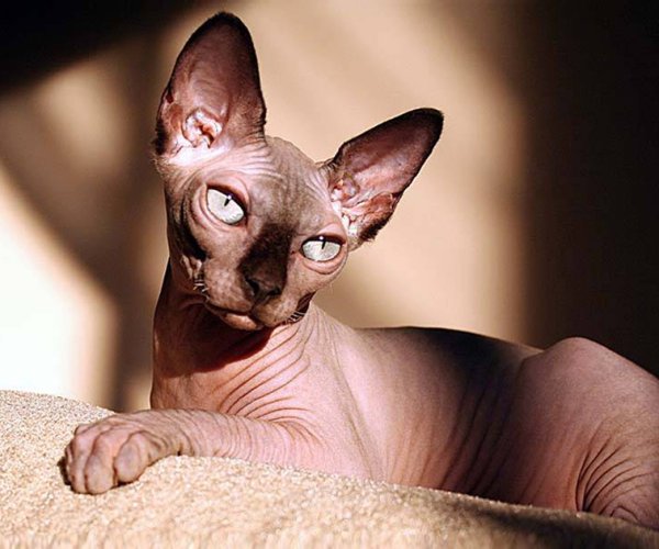 Сфинкс кошка Альфа Центавра