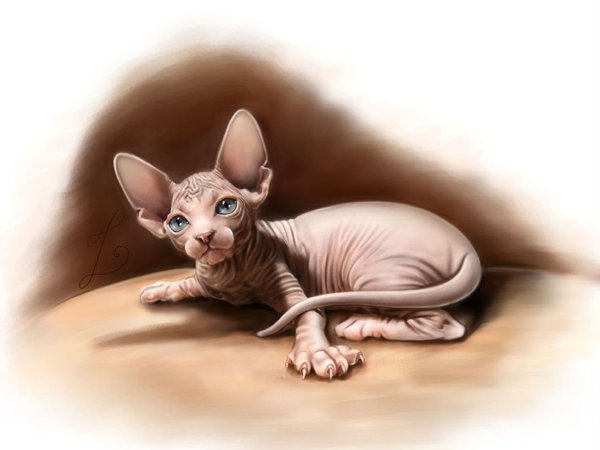 Лысые кошки сфинкс