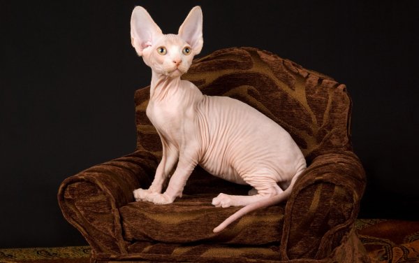 Сфинкс кошка породы Бамбино