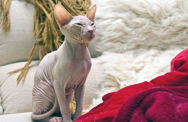 Чёрный сфинкс кошка