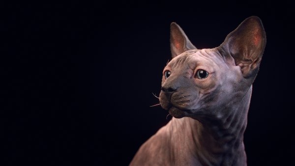 Канадский сфинкс кошка