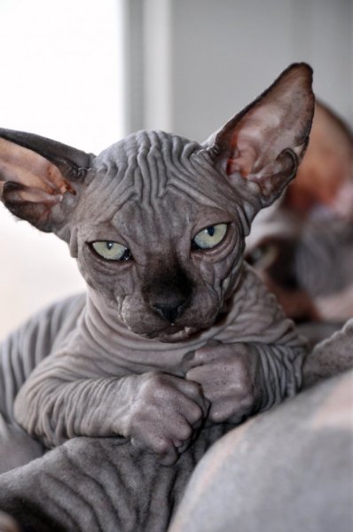 Коса сфинкс