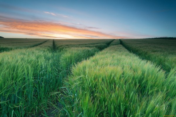 Поле вертикальное