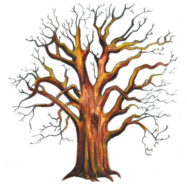 Ствол дерева