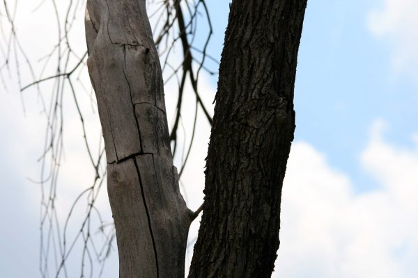 Ствол от дерева